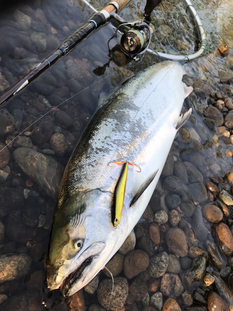 九頭竜川サクラマス釣果情報 アウトドアライフストア Wild 1