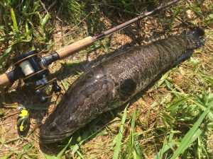 スタッフ関口の雷魚釣行 アウトドアライフストア Wild 1