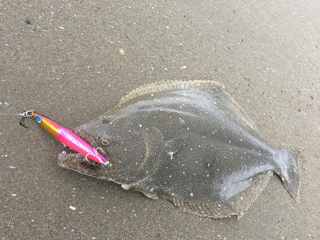 Wild 1印西店スタッフ 釣り日記 鹿島サーフで狙う ヒラメ釣り編 アウトドアライフストア Wild 1