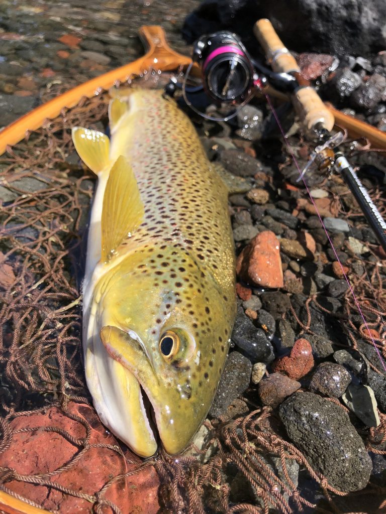 スタッフ釣果情報 5 30中禅寺湖 アウトドアライフストア Wild 1