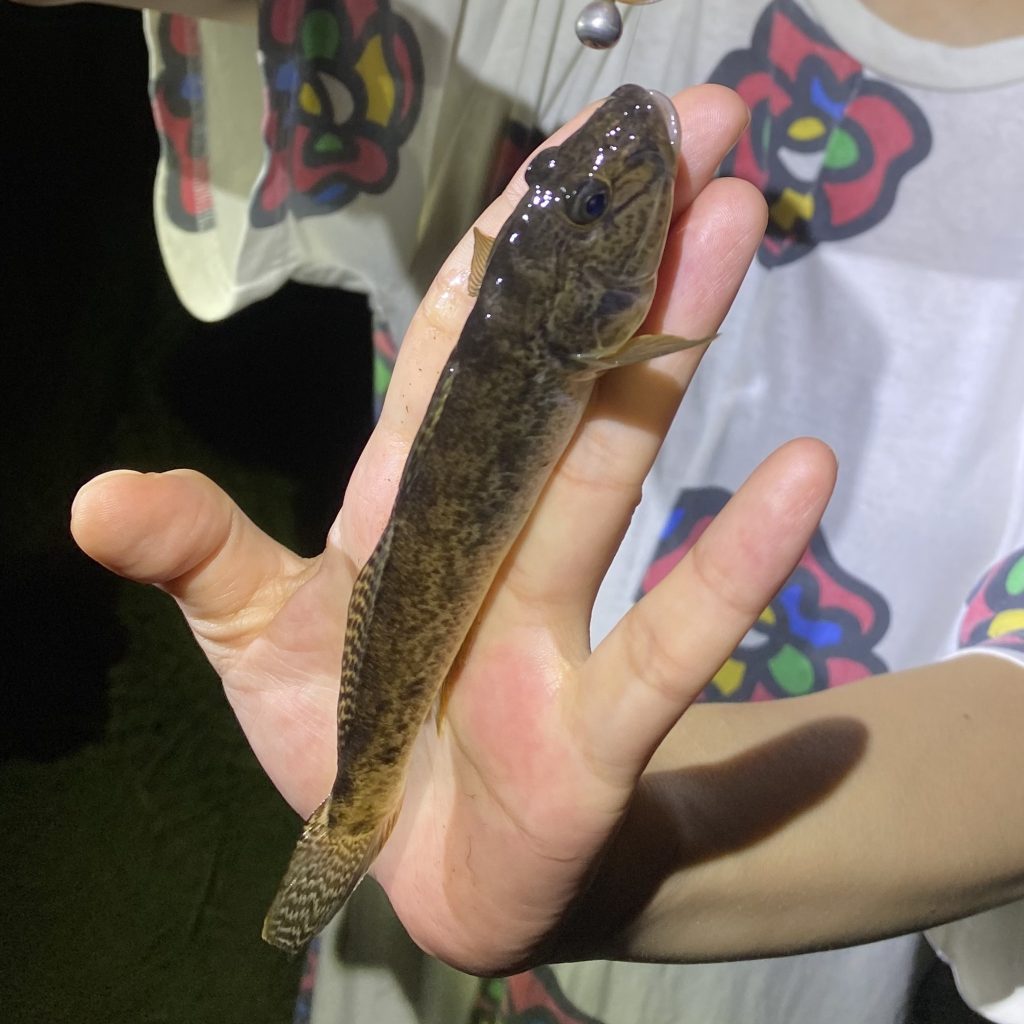 【この時期オススメ！　暑さを避けて夜のご近所ハゼ釣り】