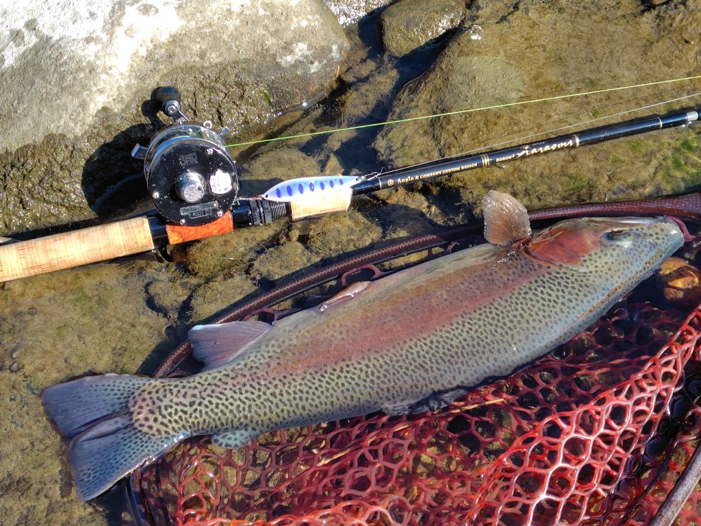 ■スタッフ釣果情報・11/20犀川（殖産）■